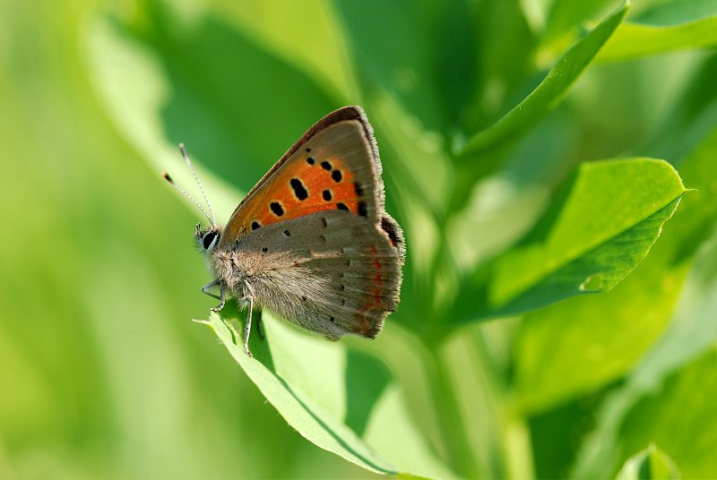 Lycaena phlaeas
